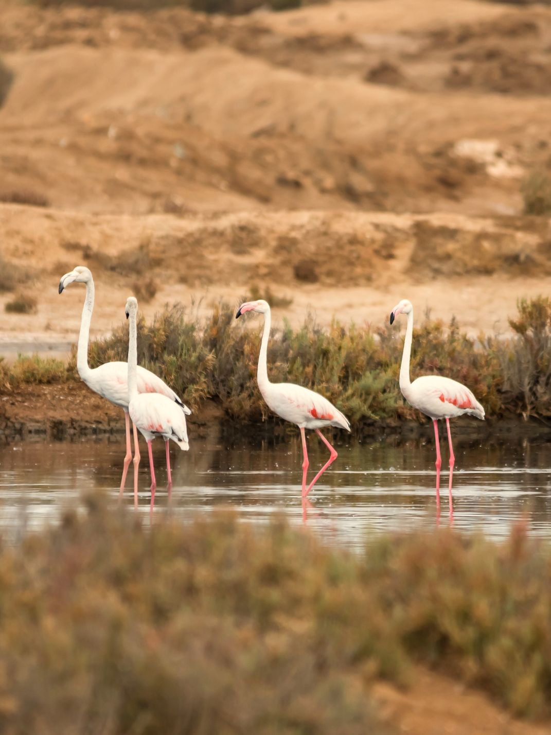 flamingos.jpeg